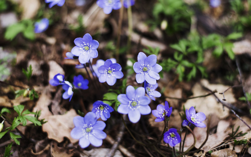 Öppettider Valborg och första maj